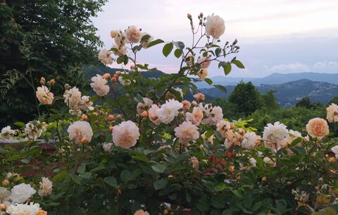 img sfondo.jpeg img sfondo.jpeg